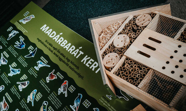 Kihelyezték a madár -és denevérvédelmi projekt eszközeit